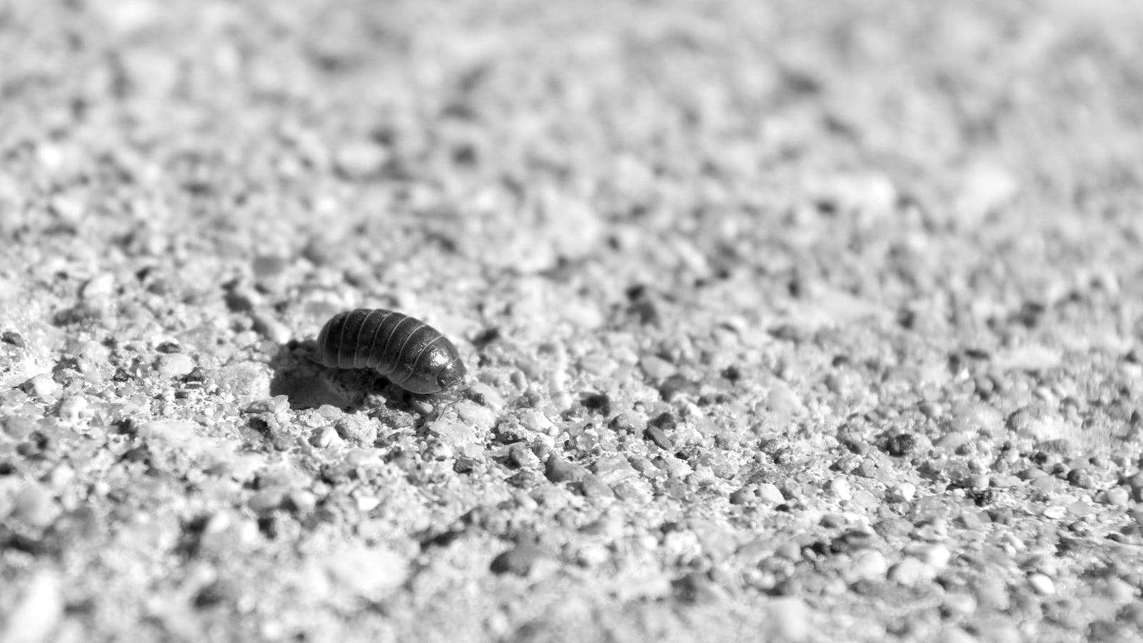 Café orgánico en Las Minas